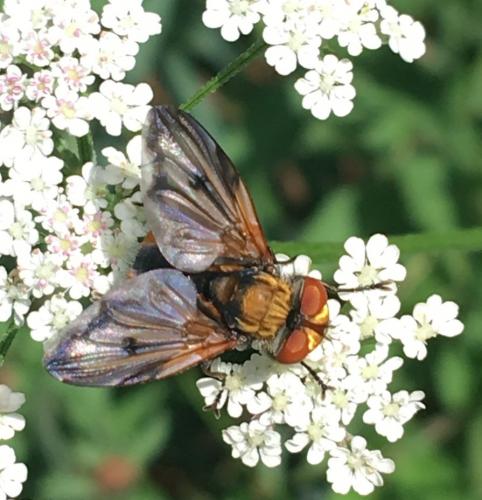 Ectophasia crassipennis